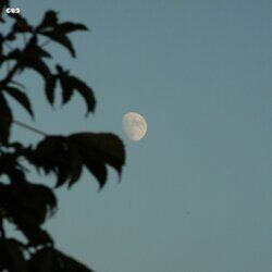 Picture of Harmless Night