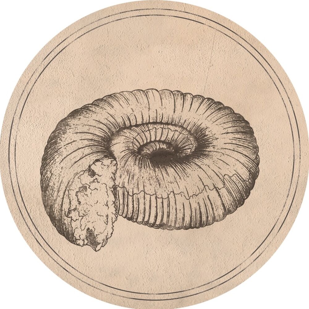 Picture of Fossil Archive aka Roberto