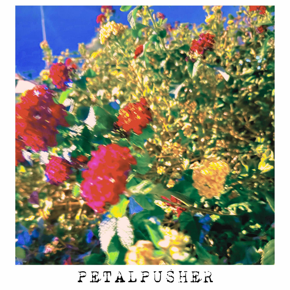 Photo de l'artiste Petalpusher