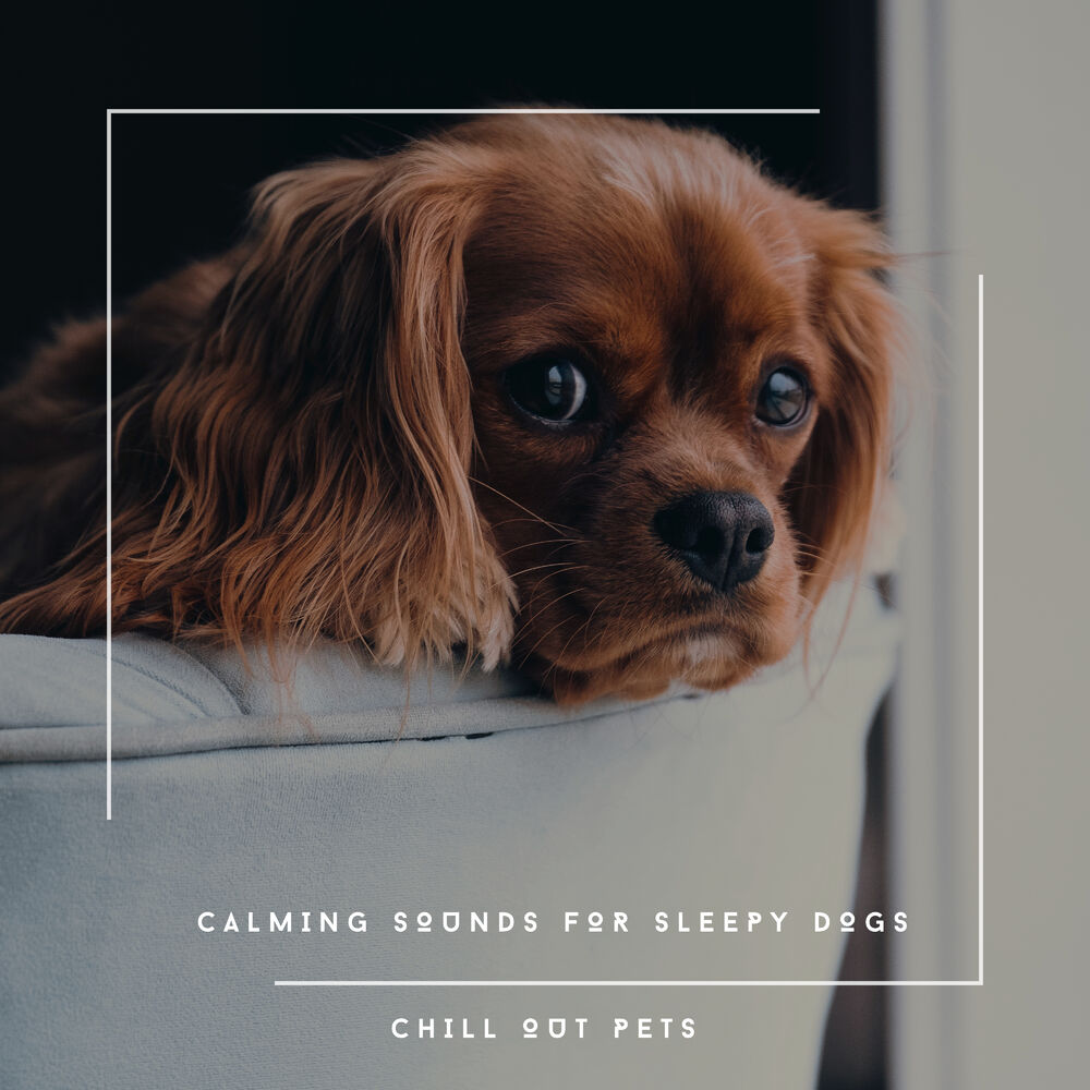 Picture of Dog Chill Out Music