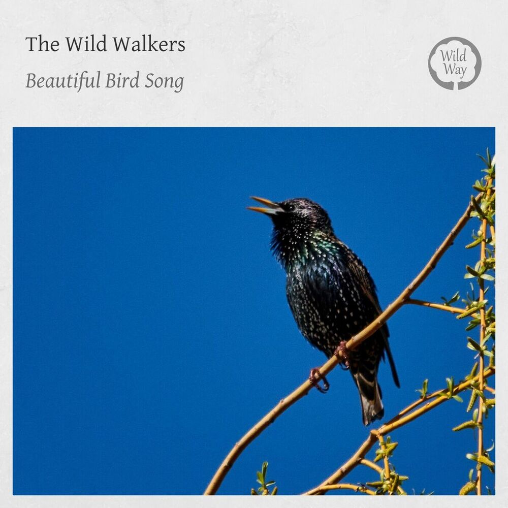 Picture of The Wild Walkers