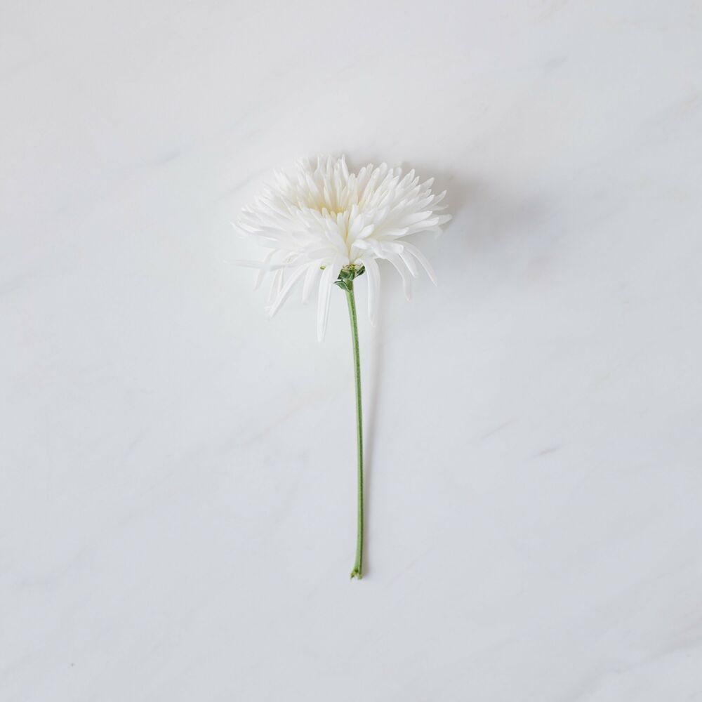 Picture of Danilo Stankovic