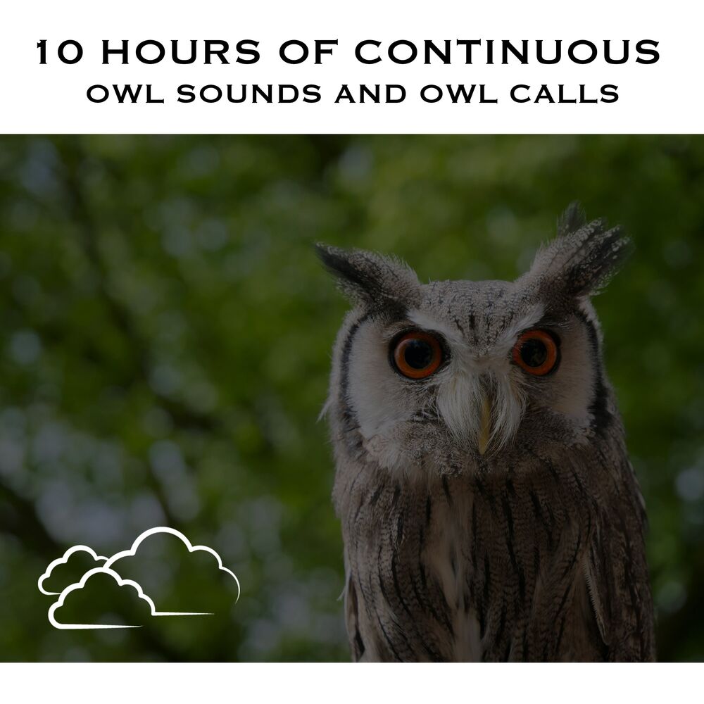 Picture of Owl Sounds