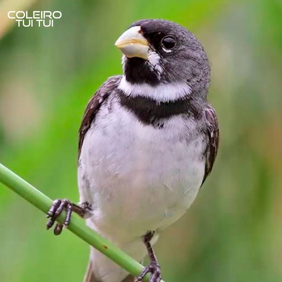 Artist picture of Coleiro