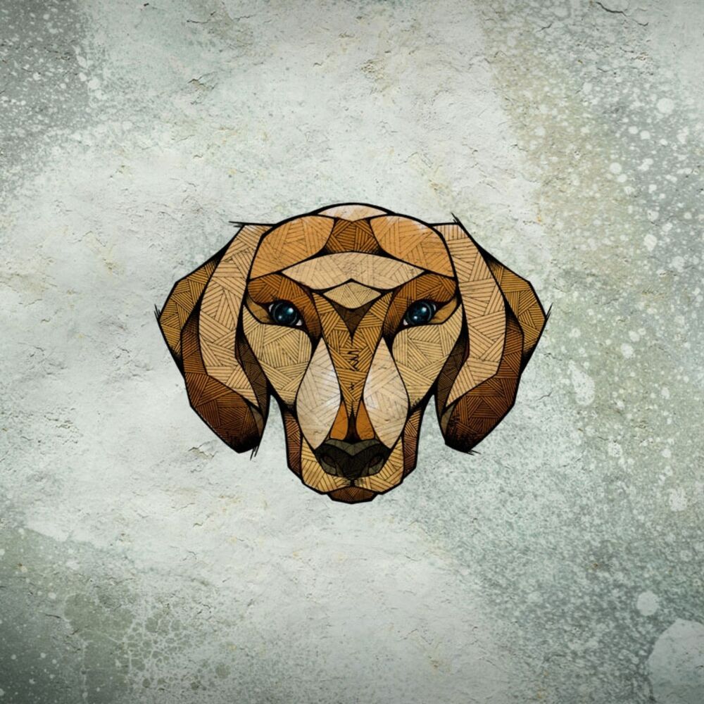 Picture of Dachshund