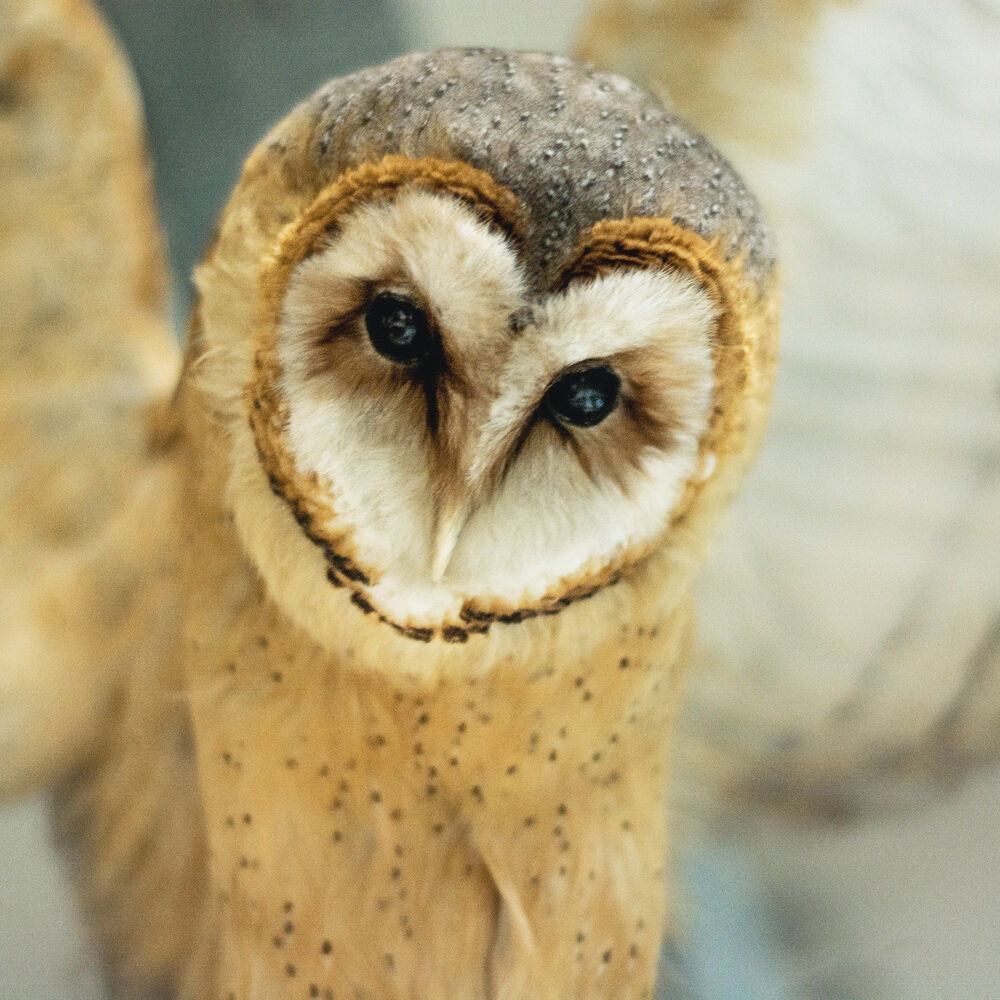 Picture of OWL