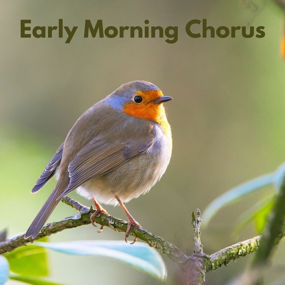 Picture of Bird Sound Collectors