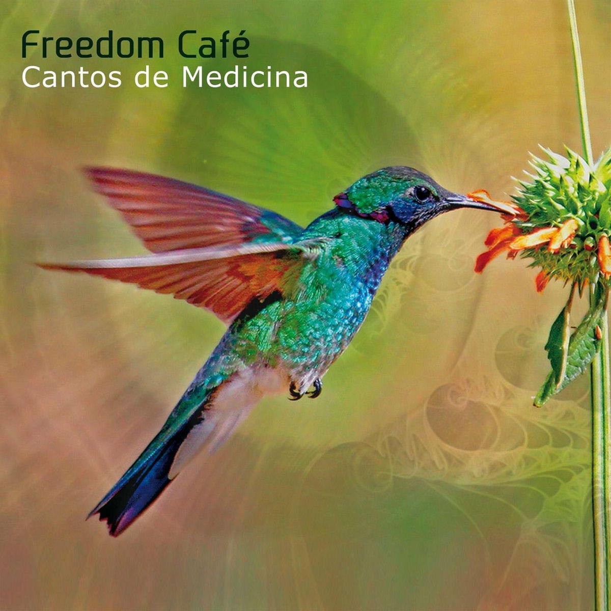 Artist picture of Freedom Café