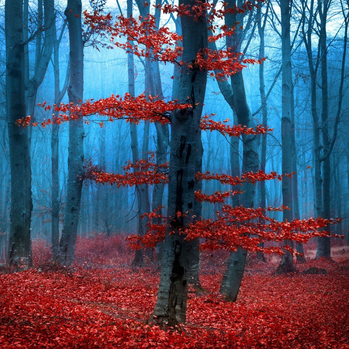 Artist picture of Frédéric Malo