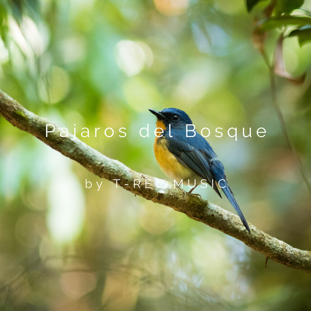 Picture of Pajaros del Bosque