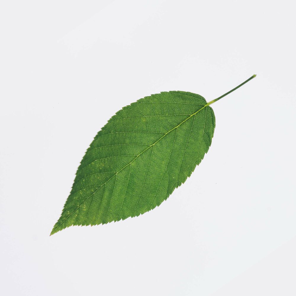 Picture of T.