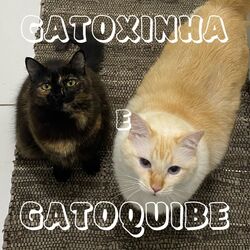 Picture of Gatoxinha