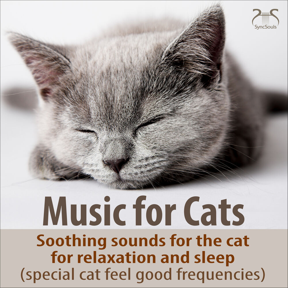Picture of Music for Cats TA