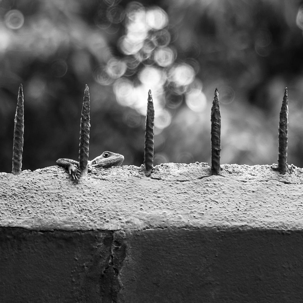 Photo de l'artiste Philipp Baslik