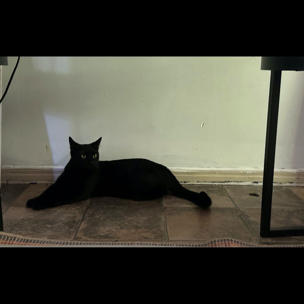 Picture of Sweet Boy