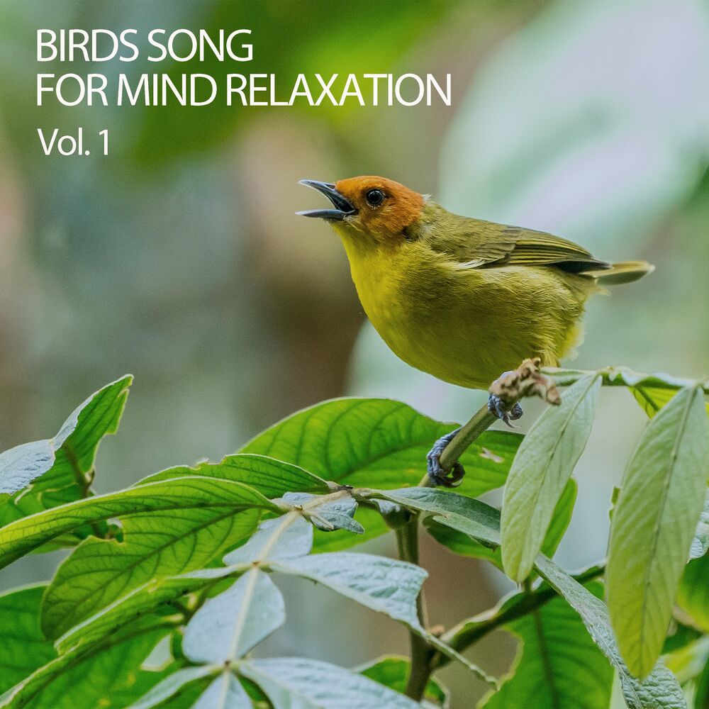 Picture of Birds in the Morning
