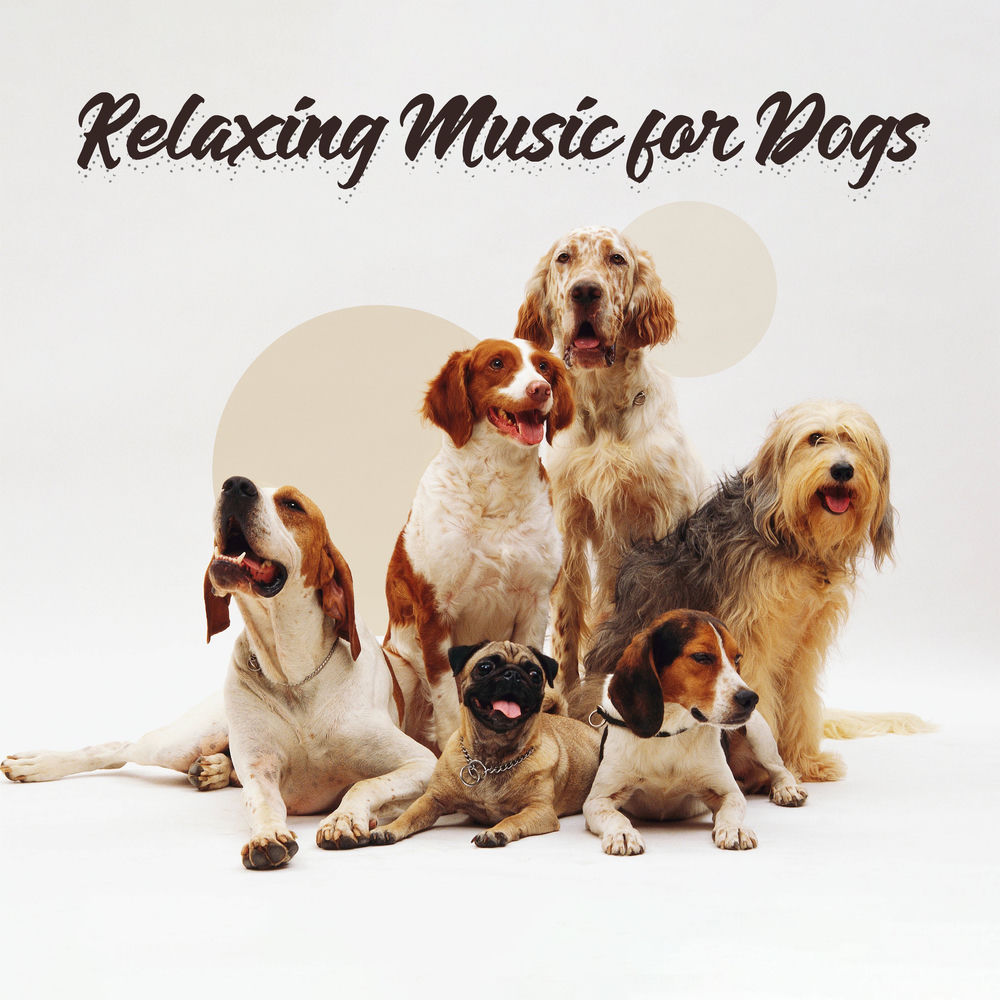 Picture of Dog Music Oasis