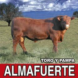 Picture of Almafuerte