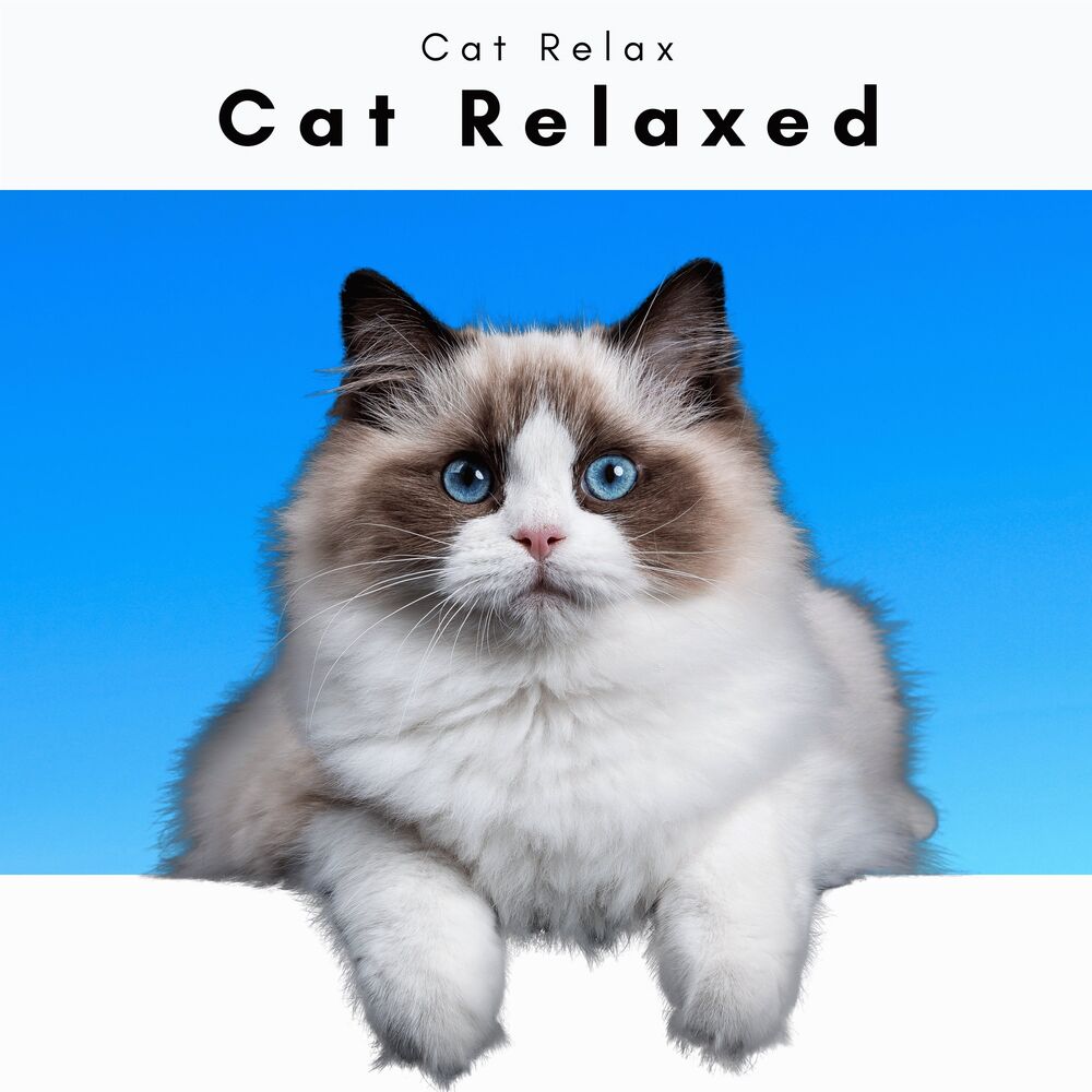 Picture of Cat Relax