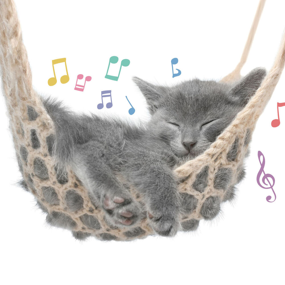 Picture of Cat Music Experience