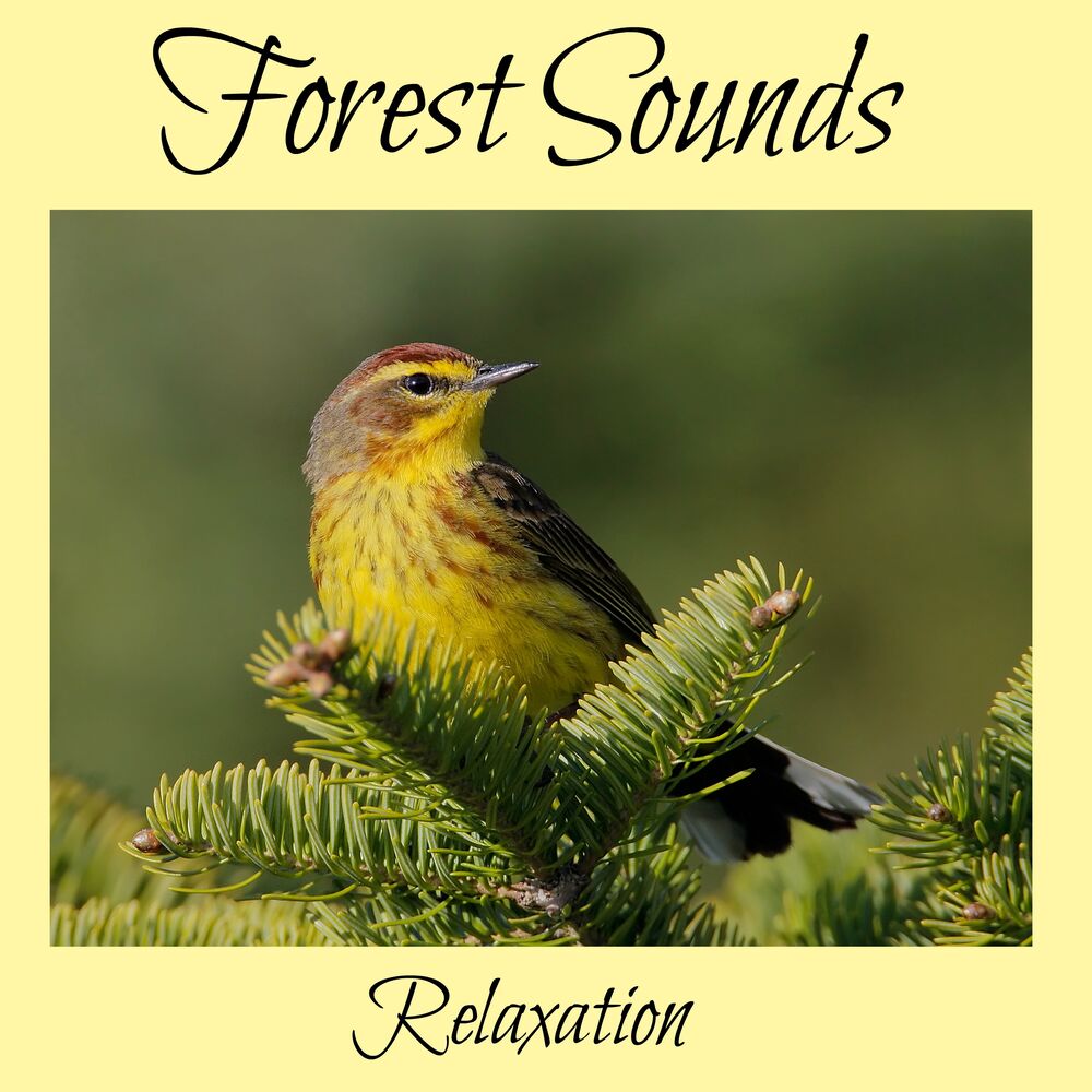 Picture of Forest Sounds For Relaxation