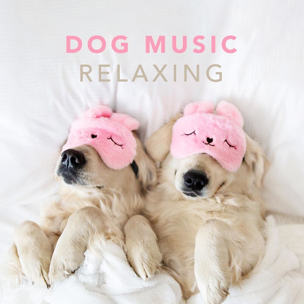 Picture of Dog Music Club