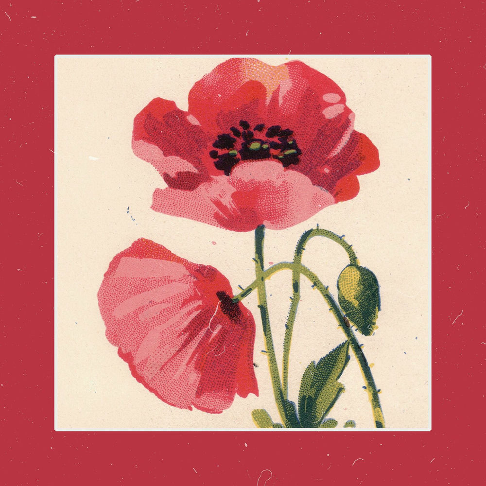 Photo de l'artiste Midnight Muse