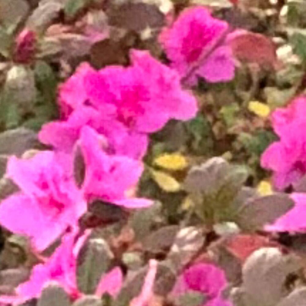 Picture of Toomanyflowers
