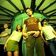 The Dandy Warhols