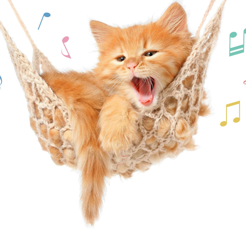 Picture of Cat Music