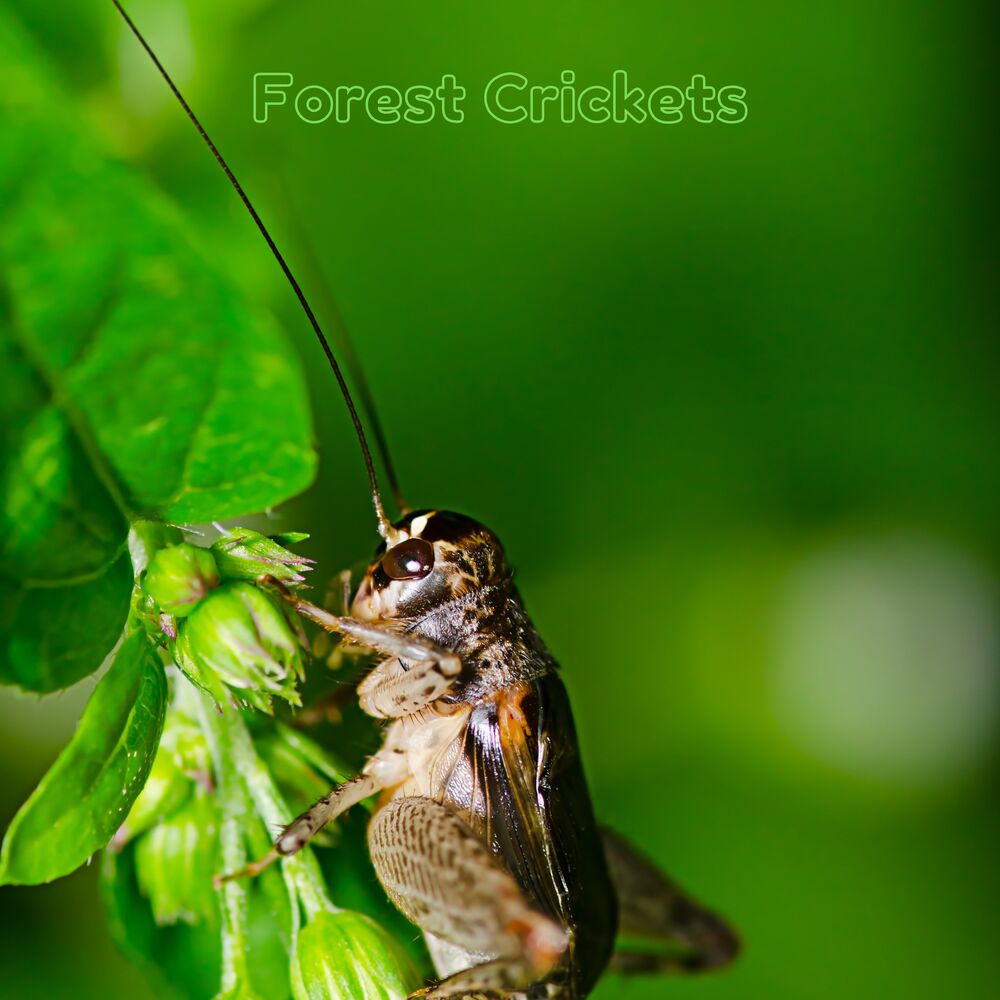 Picture of Forest Crickets