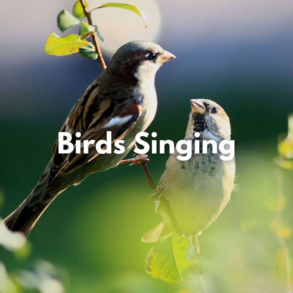 Picture of Noise and Nature