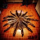 fakemink
