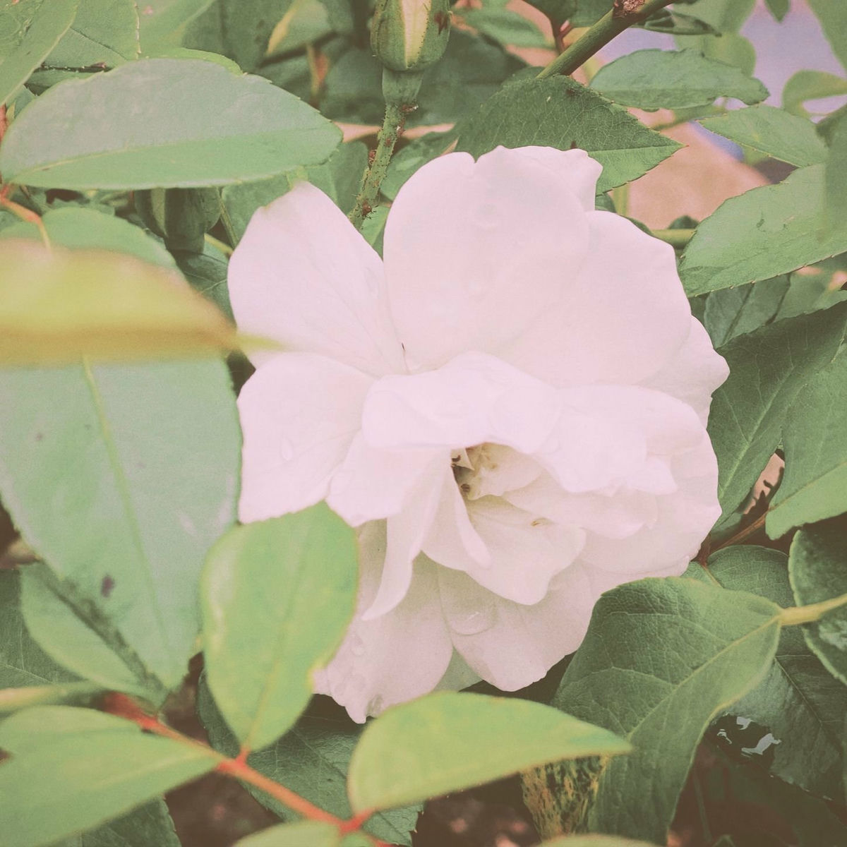 Artist picture of Linearwave