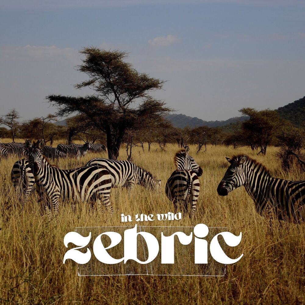 Picture of Zebric