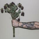 Cole Norton