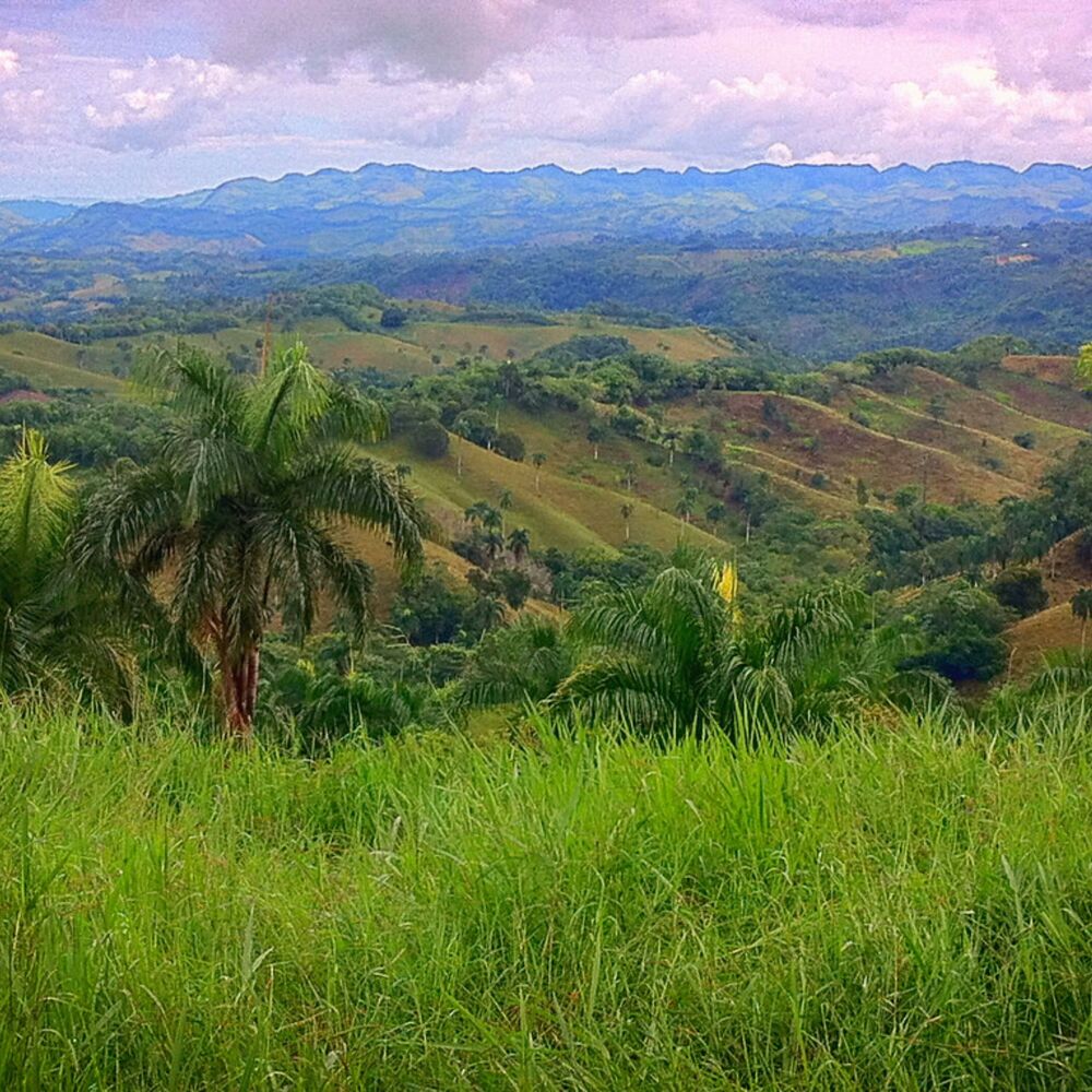 Picture of Negreto