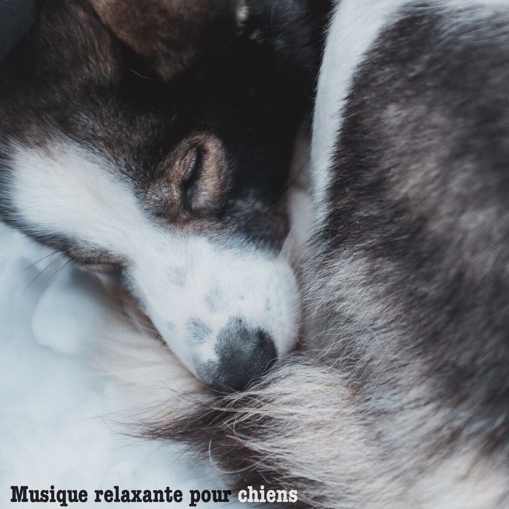 Picture of Musique pour Animaux de Compagnie