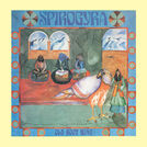 Spirogyra
