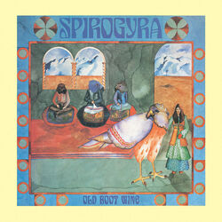 Picture of Spirogyra