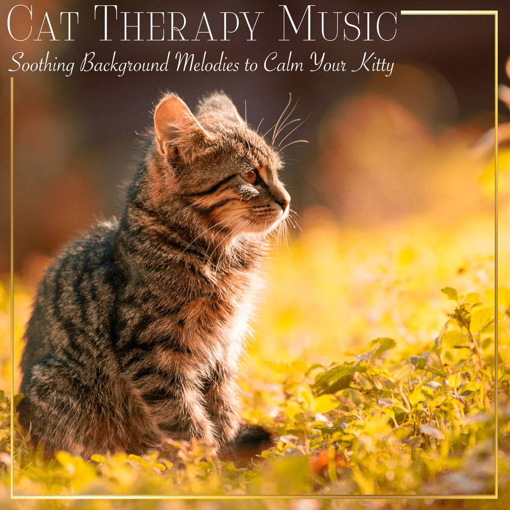 Picture of Kitten Music Therapy