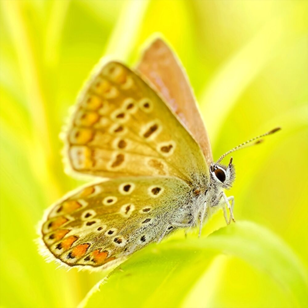 Picture of Naturel Relaxation Ambiance