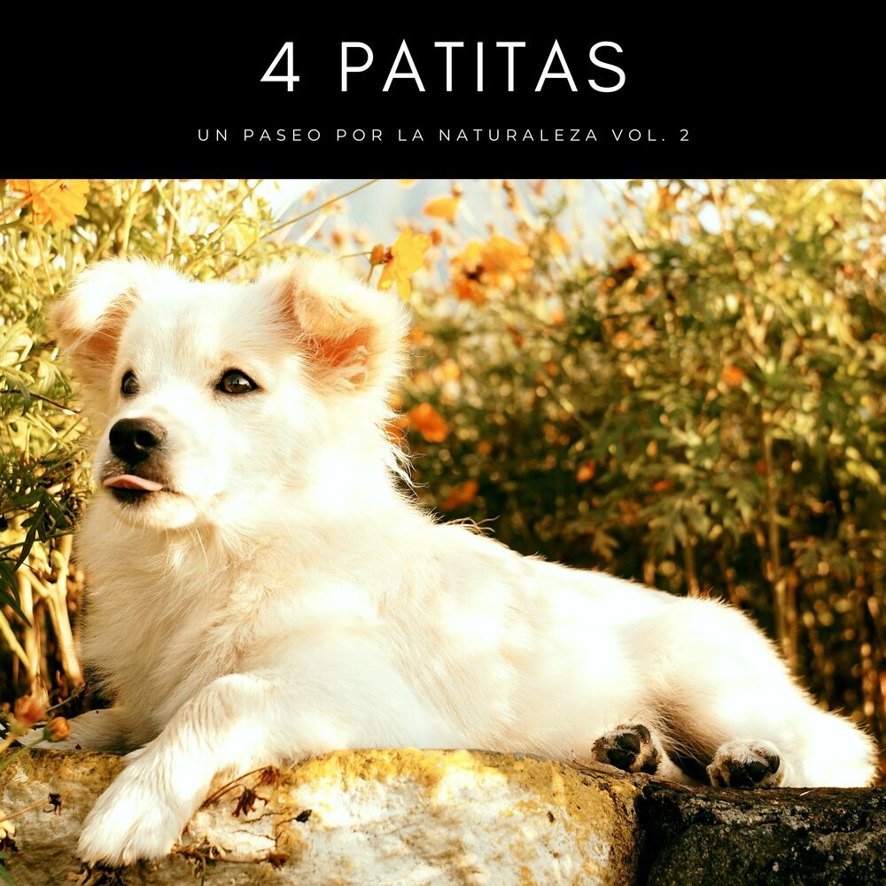 Picture of Relaja a mi cachorro