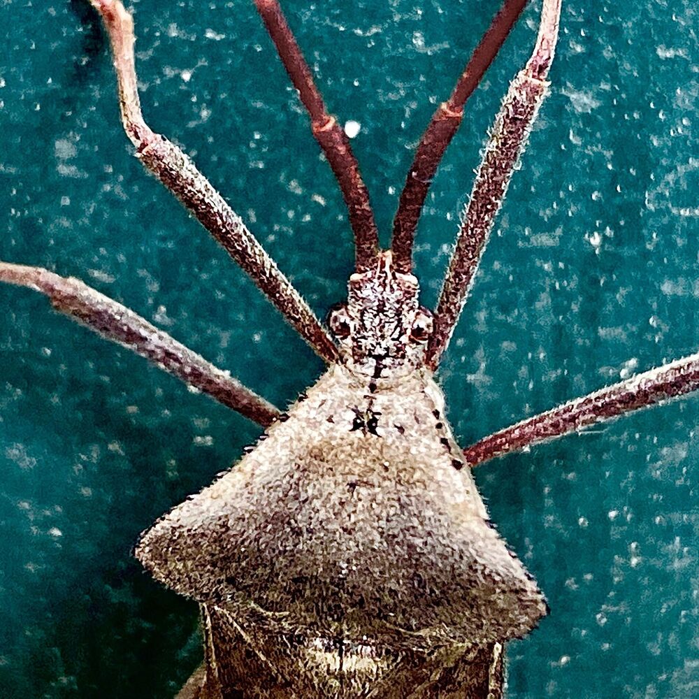 Picture of Freckleye