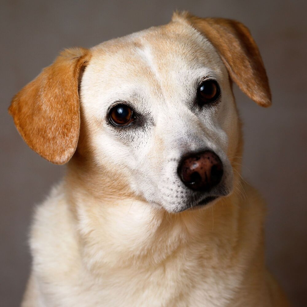 Picture of Dog Solitude