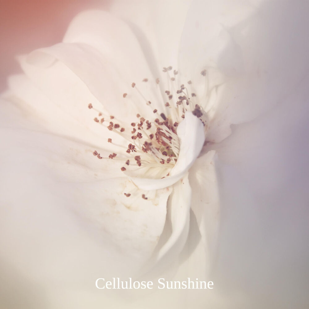 Picture of Cellulose Sunshine