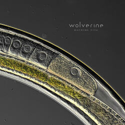 Picture of Wolverine