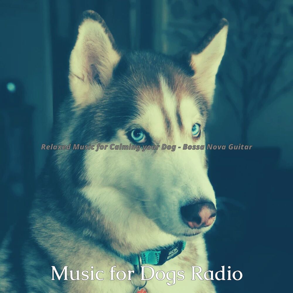 Picture of Music for Dogs Radio