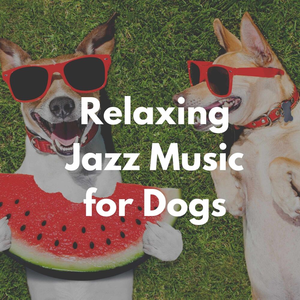 Picture of Dog Separation Anxiety Music