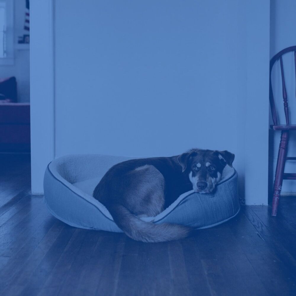 Picture of Songs for Dogs to Sleep To